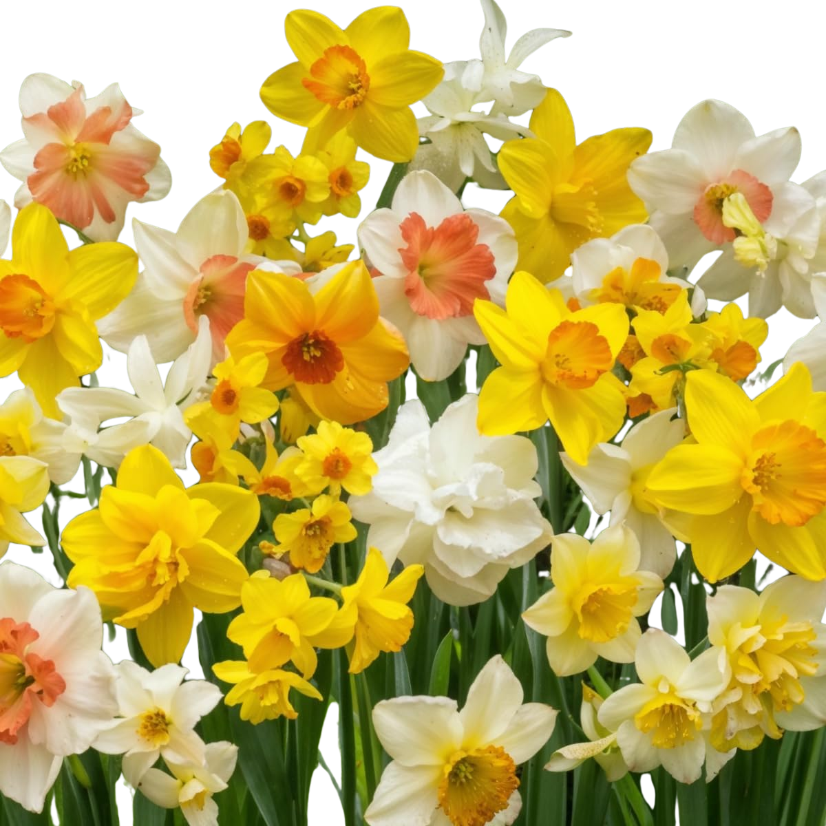 Narzissen Zwiebeln Winterhart Mehrjährig - Budget Flower Kollektion - 50 Blumenzwiebeln - Duftende Osterglocken - Mix aus Holland - für Garten und Topf (keine Samen, nicht künstlich)