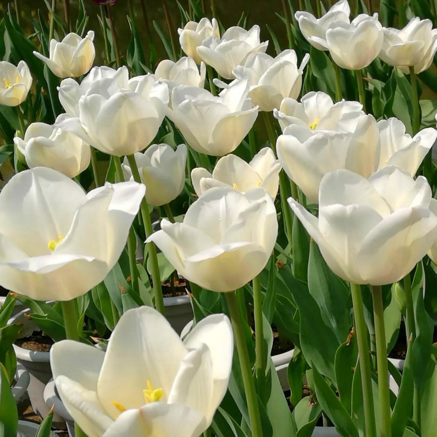 Wunderschöne Tulpen mit seltenen Farben, winterhart, mehrjährig, pflegeleicht, Blickfang in Gärten und Innendekorationen-3 Wurzel-G