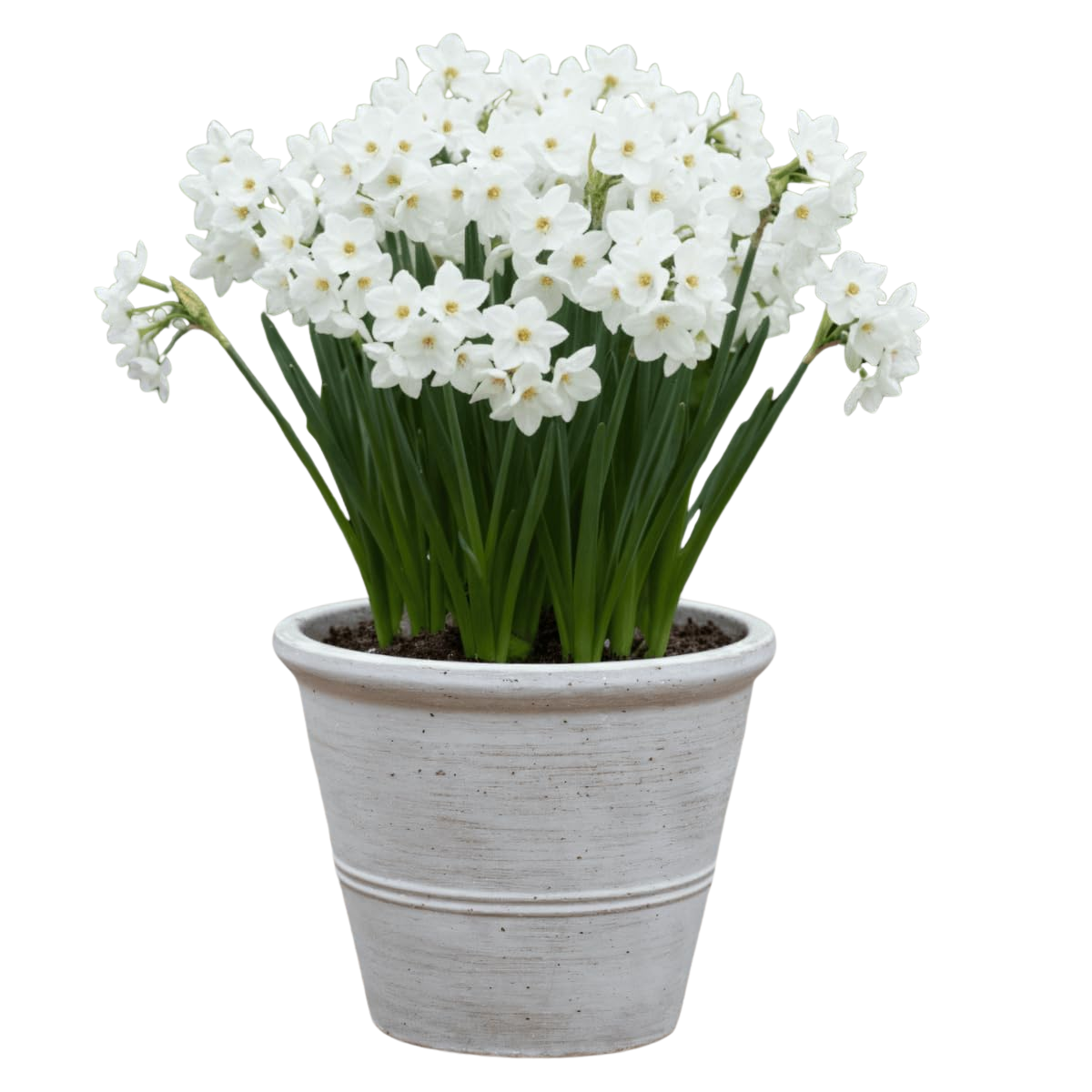 Narzissen Zwiebeln Winterhart Mehrjährig - Paperwhiter Sommerblüte Kollektion - 25 Blumenzwiebeln - Duftende Pflanzen aus Holland - für Garten und Topf (keine Samen, nicht künstlich)